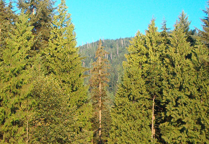 inertiatrees.jpg